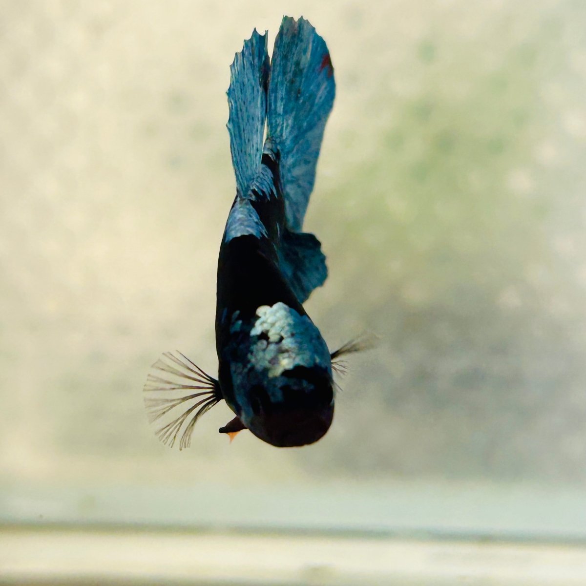 Avarta Vampire Plakat - Male Betta 162