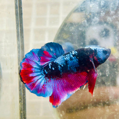 Avarta Vampire Plakat - Male Betta 172