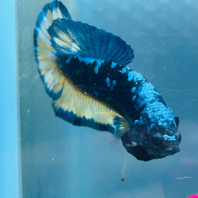 Avarta Yellow Blue Plakat - Male Betta 146