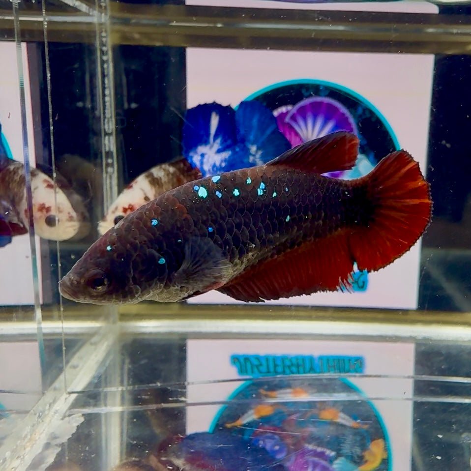 Avatar Black Vampire Galaxy J49 Plakat - Female Betta