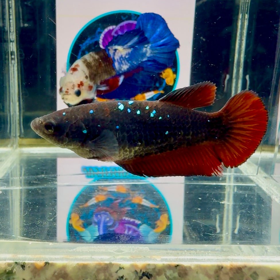 Avatar Black Vampire Galaxy J49 Plakat - Female Betta