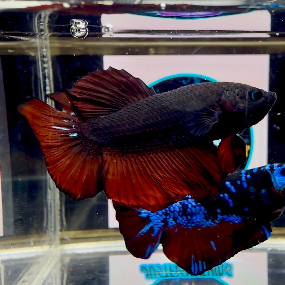 Avatar Black Vampire J06 Plakat - Male Betta