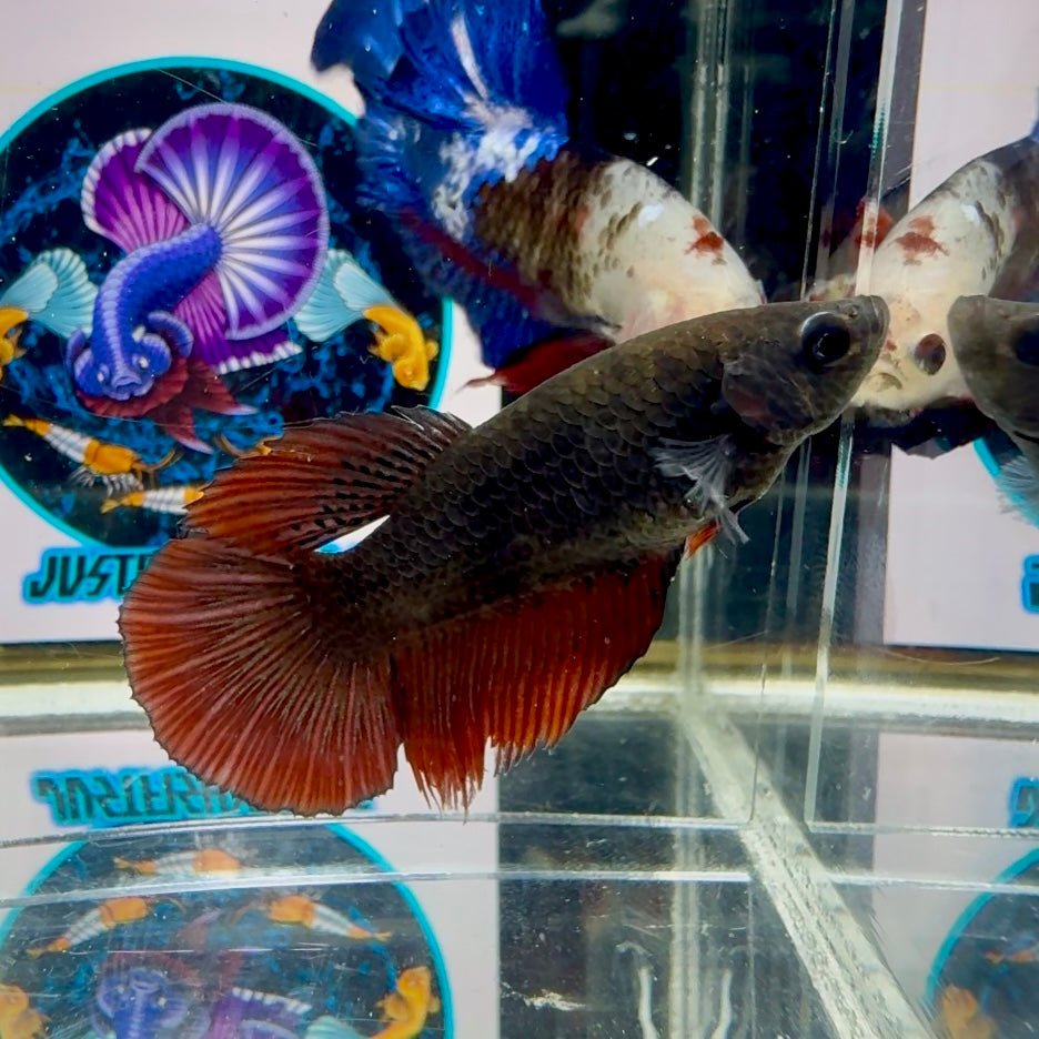 Avatar Black Vampire J13 Halfmoon - Female Betta
