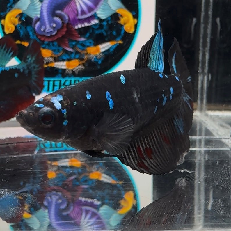 Avatar Blackblue A26 Halfmoon - Female Betta