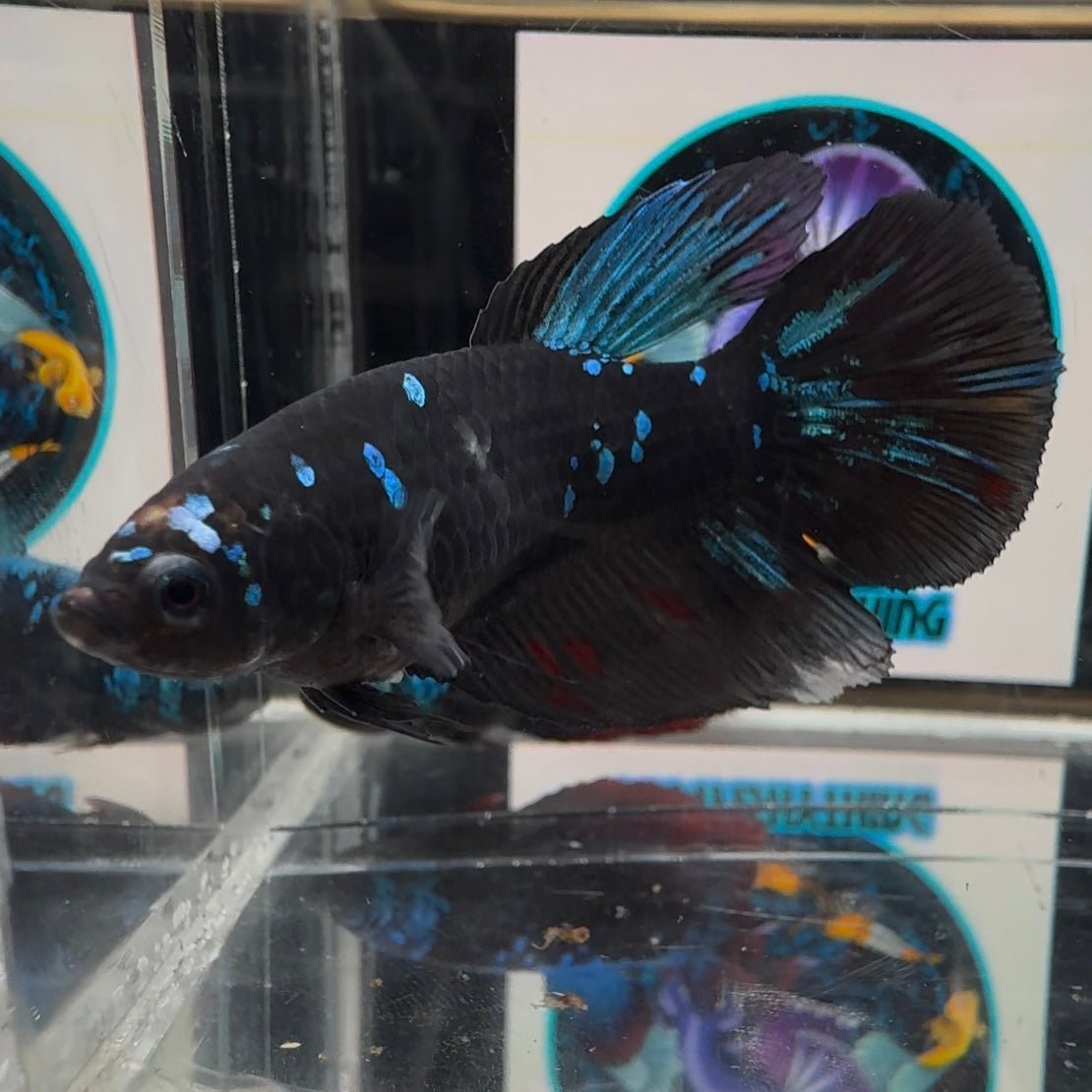 Avatar Blackblue A26 Halfmoon - Female Betta