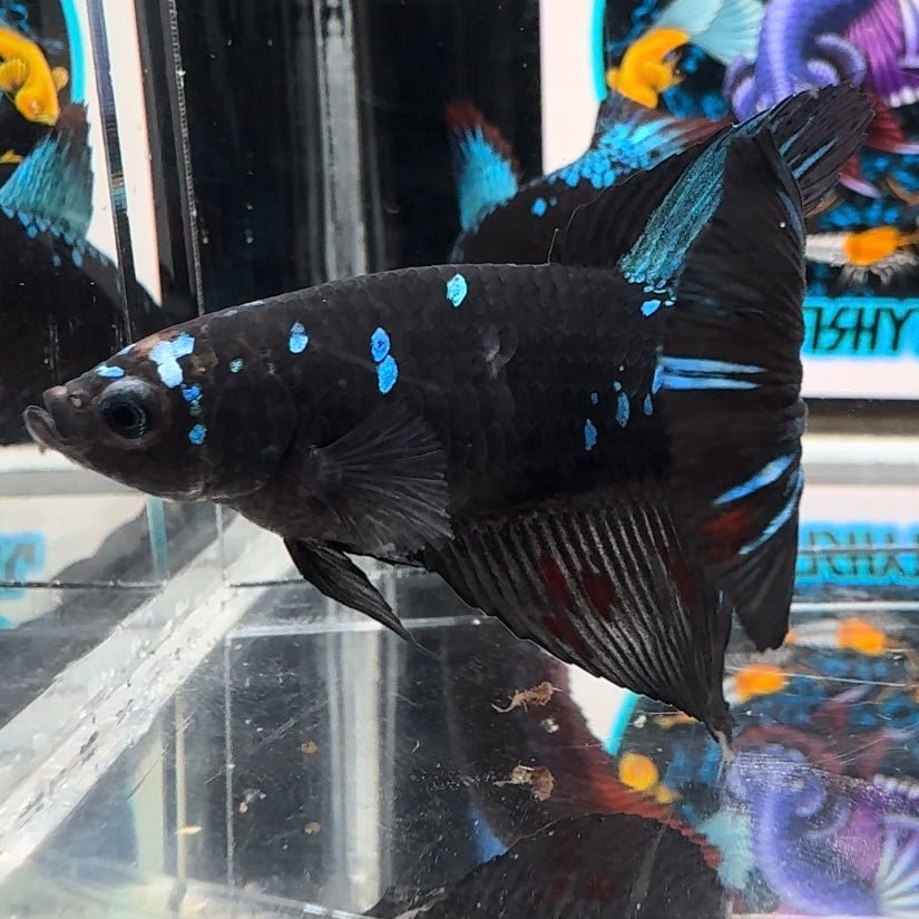 Avatar Blackblue A26 Halfmoon - Female Betta