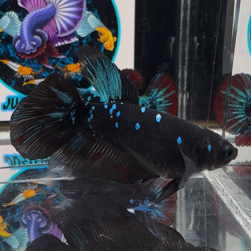 Avatar Blackblue A26 Halfmoon - Female Betta