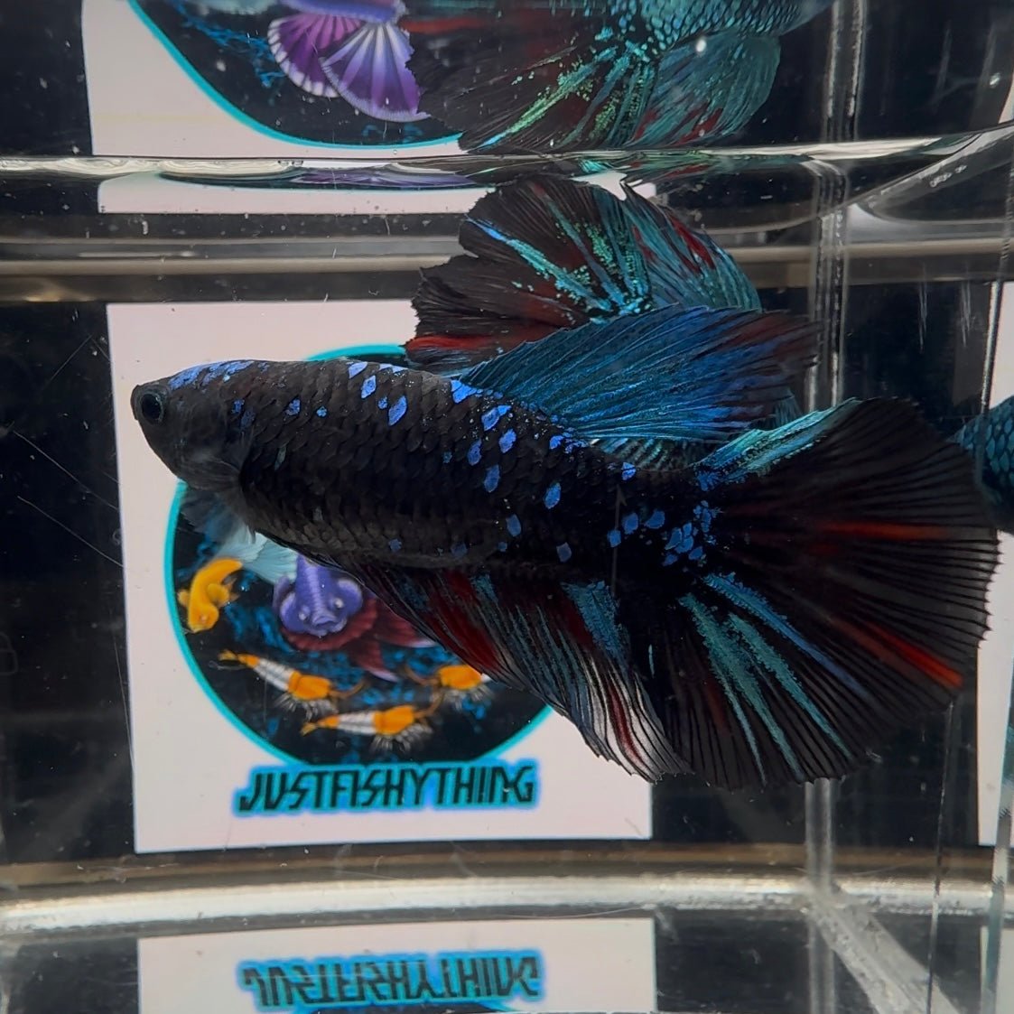 Avatar Blackblue A27 Halfmoon - Female Bett