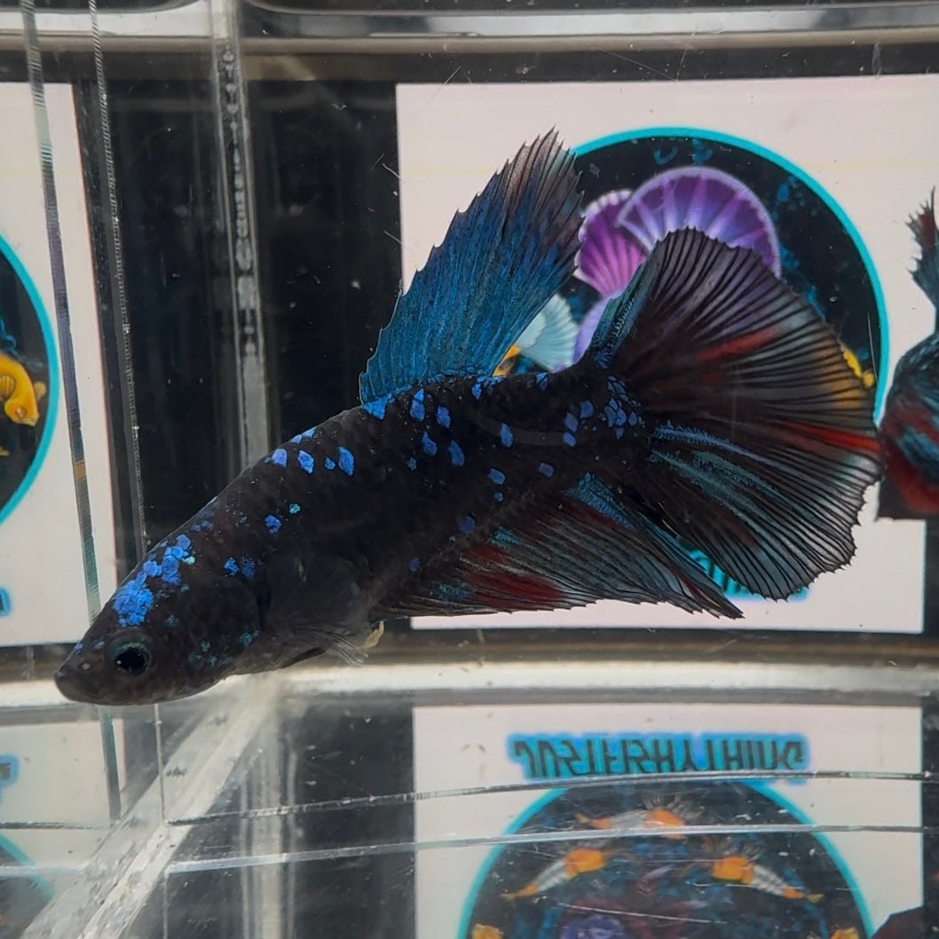 Avatar Blackblue A27 Halfmoon - Female Bett