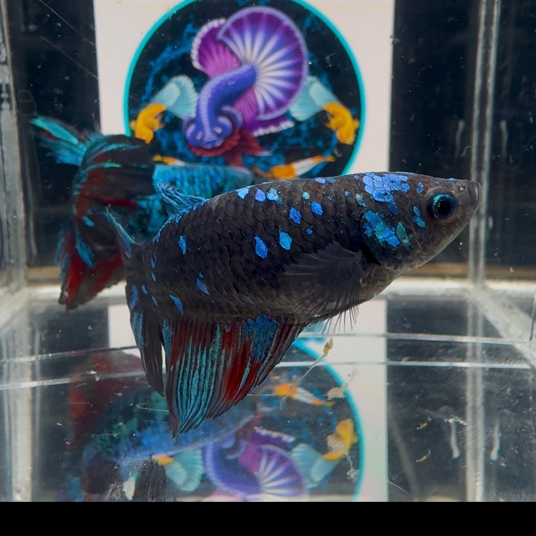 Avatar Blackblue A27 Halfmoon - Female Bett