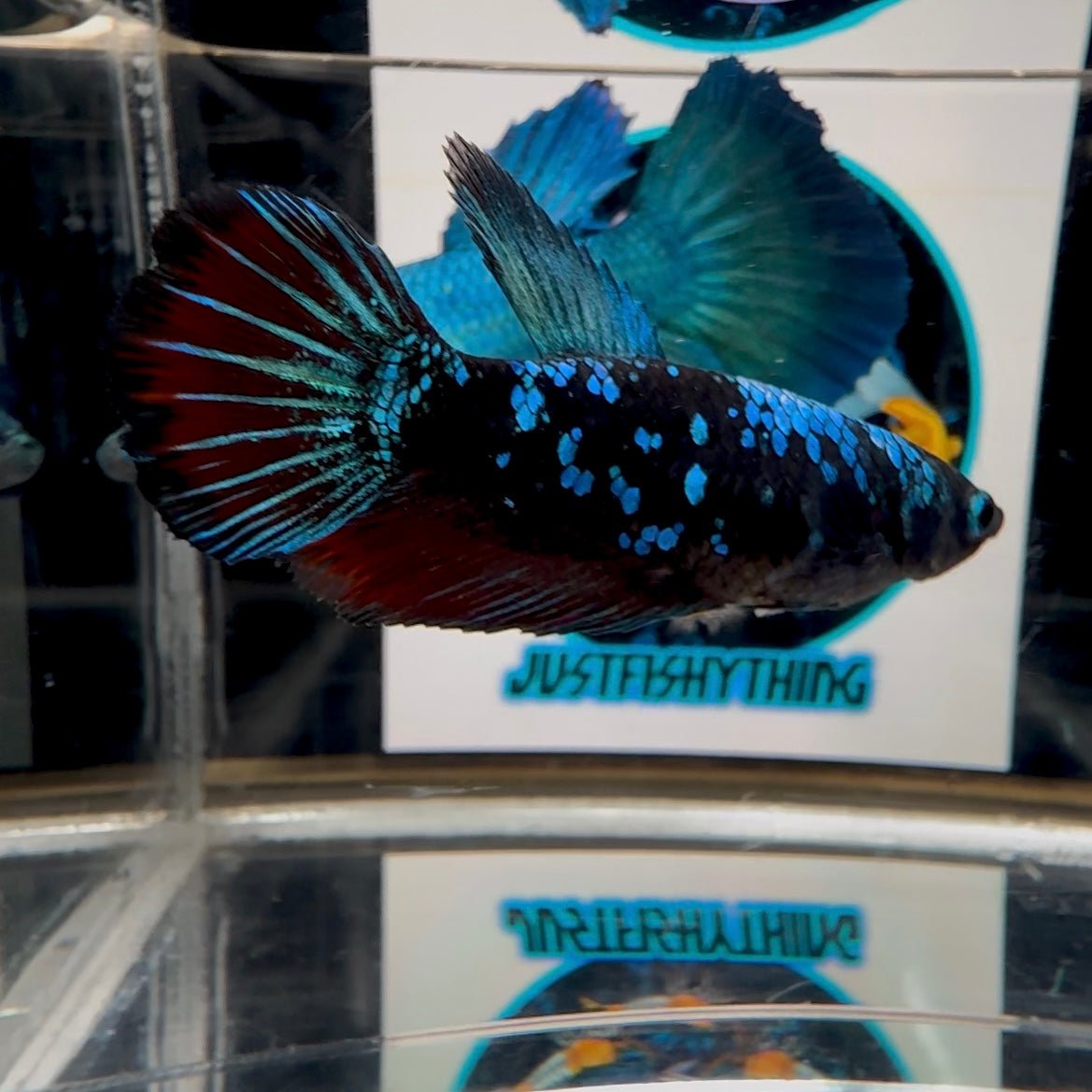 Avatar Blackblue A61 Halfmoon - Female Betta