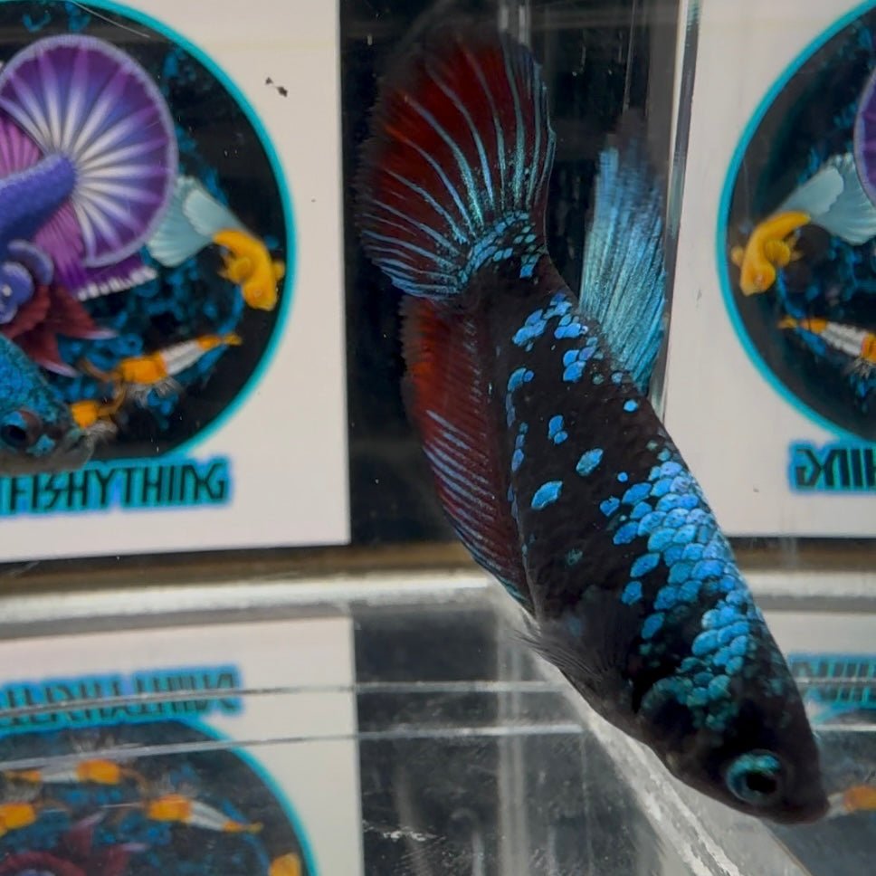 Avatar Blackblue A61 Halfmoon - Female Betta