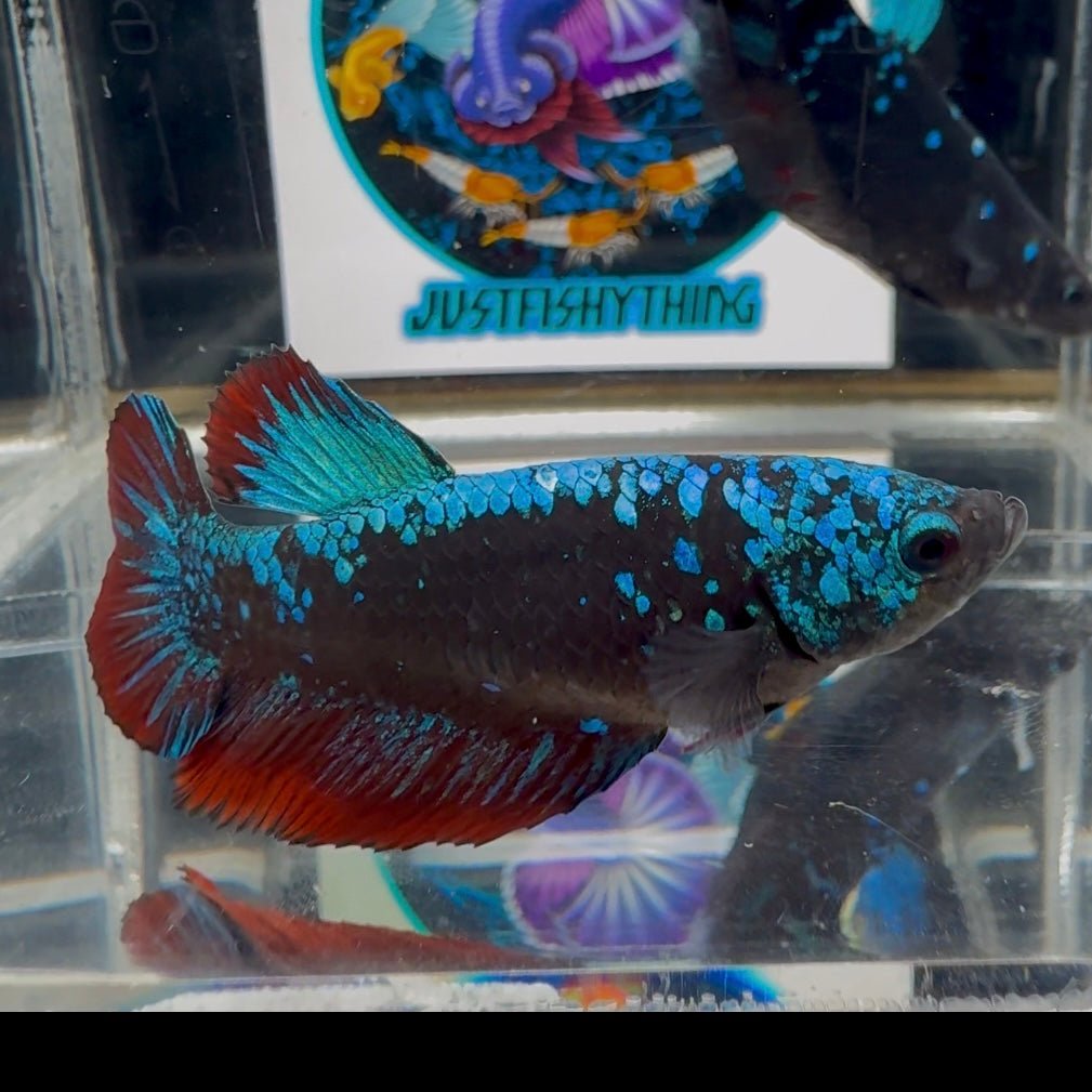 Avatar Blackblue A62 Plakat - Female Betta