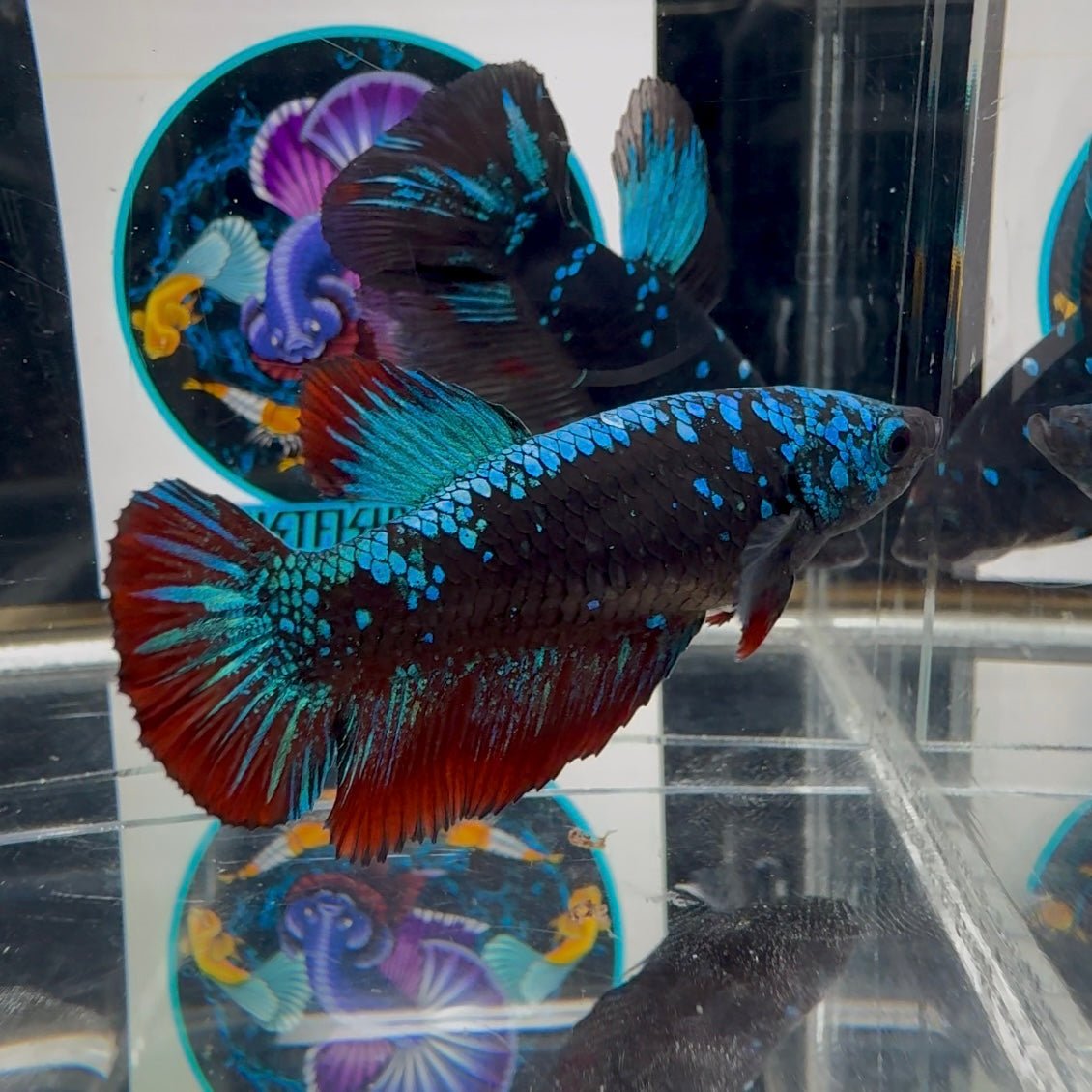 Avatar Blackblue A62 Plakat - Female Betta