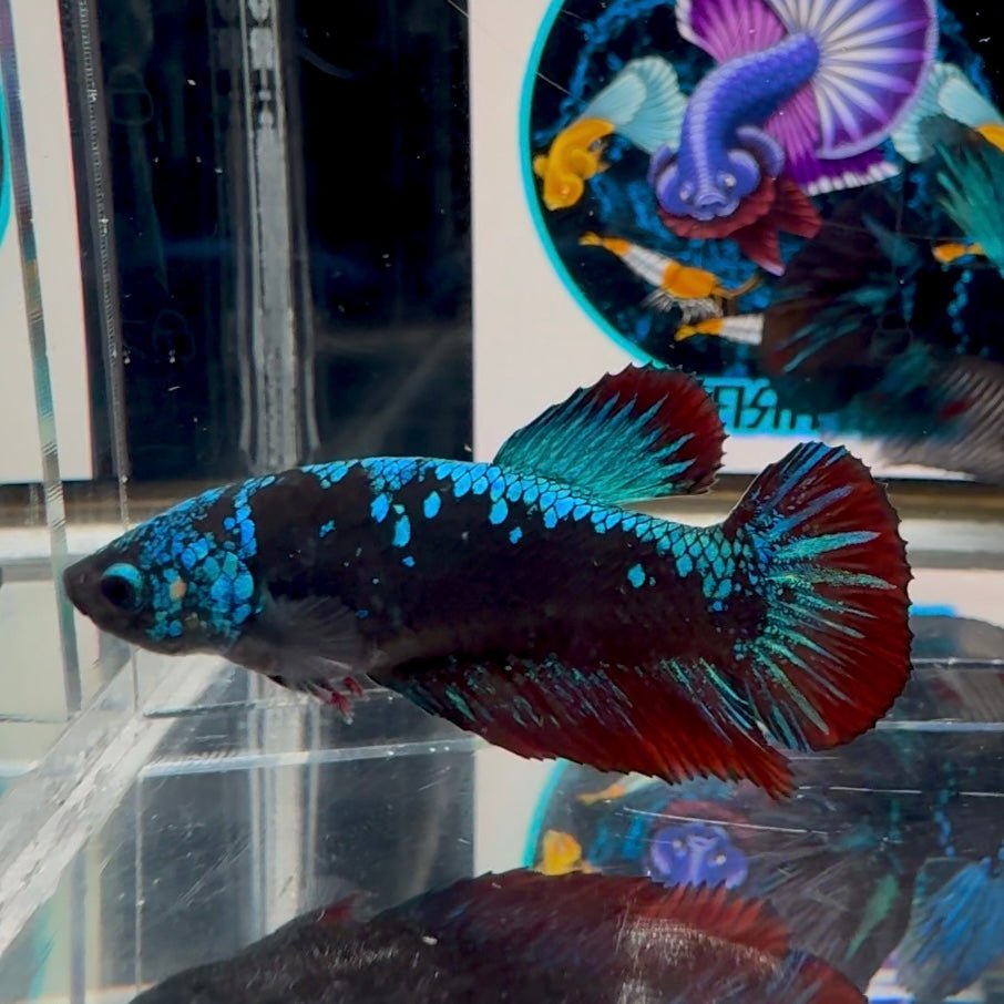 Avatar Blackblue A62 Plakat - Female Betta