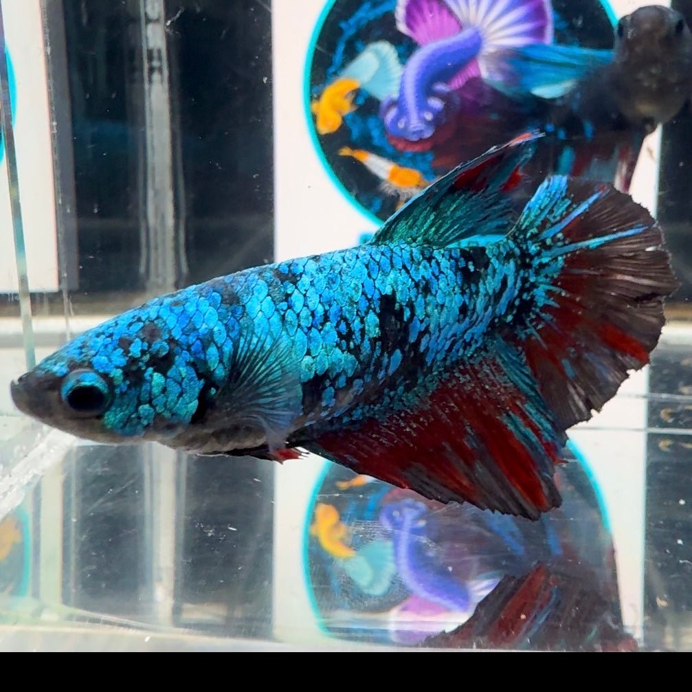 Avatar Blackblue A63 Halfmoon - Female Bett