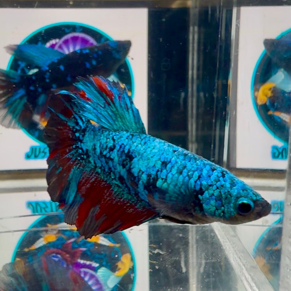 Avatar Blackblue A63 Halfmoon - Female Bett