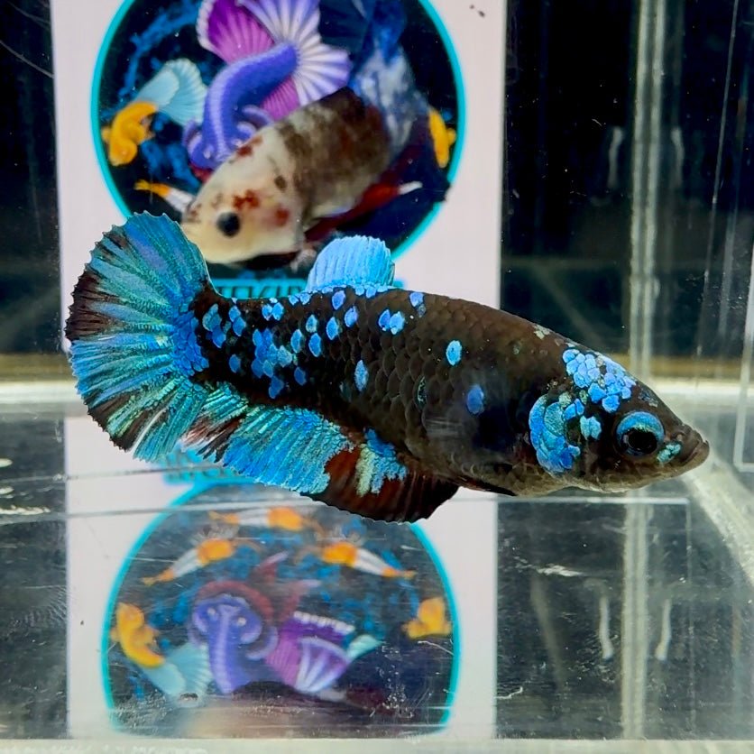 Avatar Blackblue Galaxy J43 Plakat - Female Betta