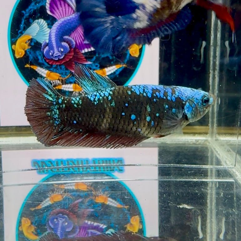 Avatar Blackblue Galaxy J47 Plakat - Female Betta