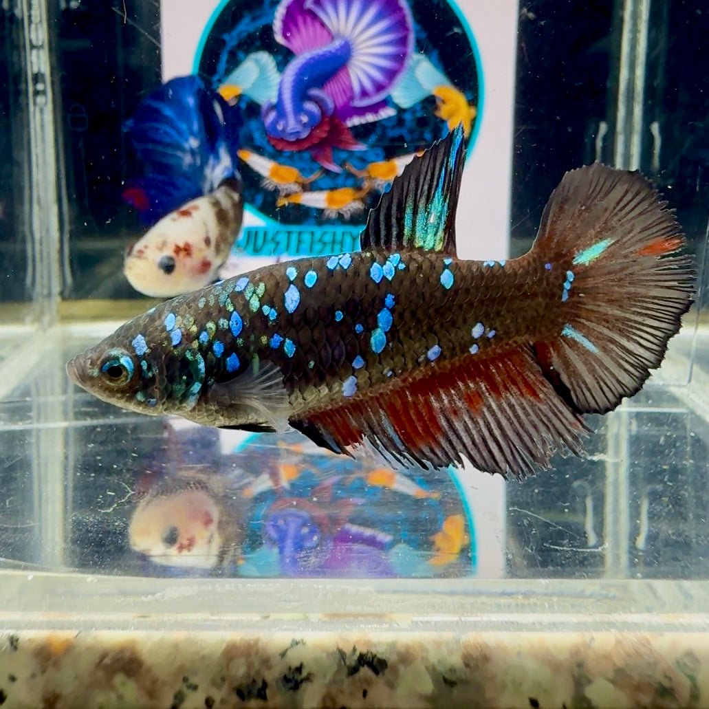 Avatar Blackblue Galaxy J50 Halfmoon - Female Betta
