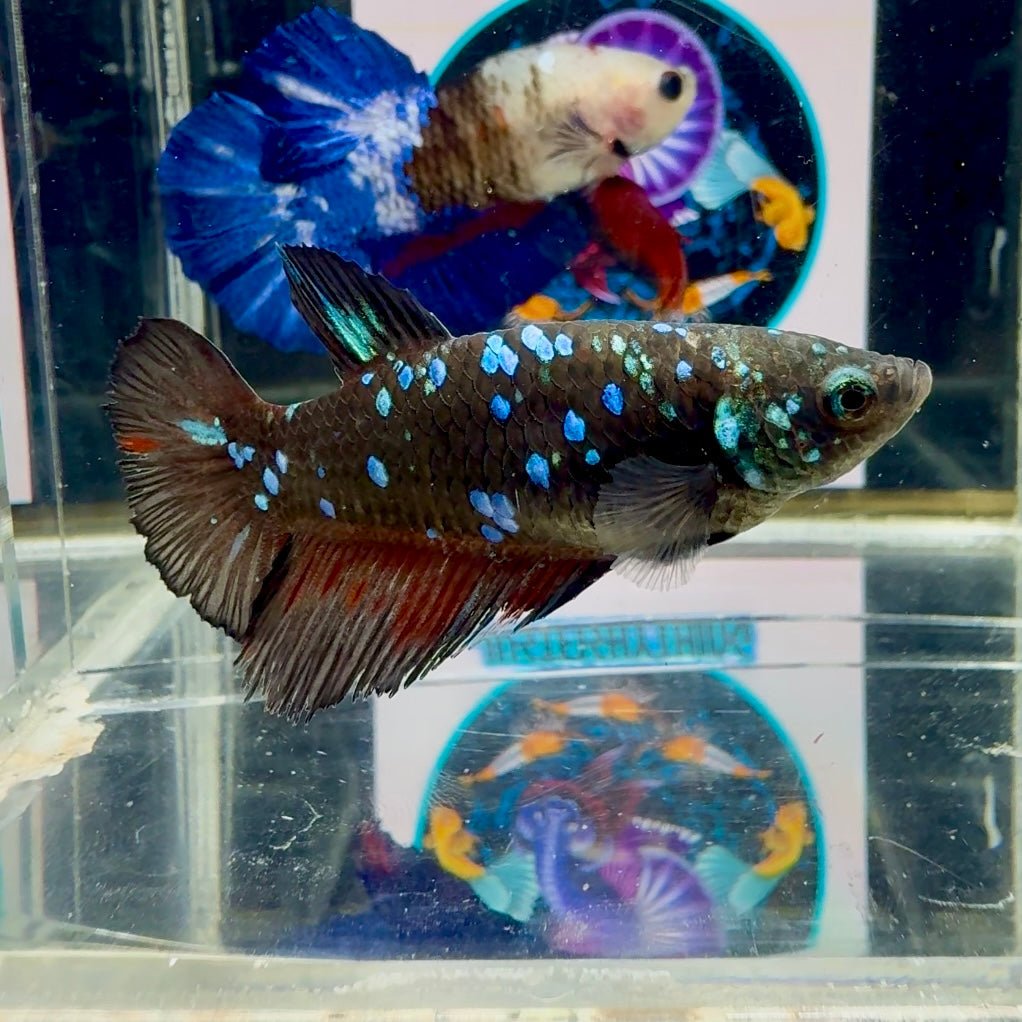 Avatar Blackblue Galaxy J50 Halfmoon - Female Betta