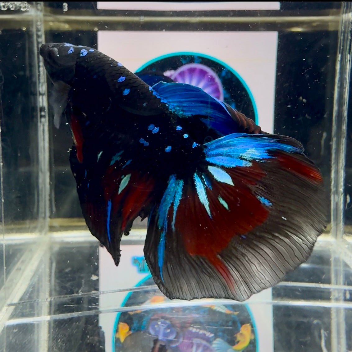 Avatar Galaxy J07 Halfmoon - Male Betta