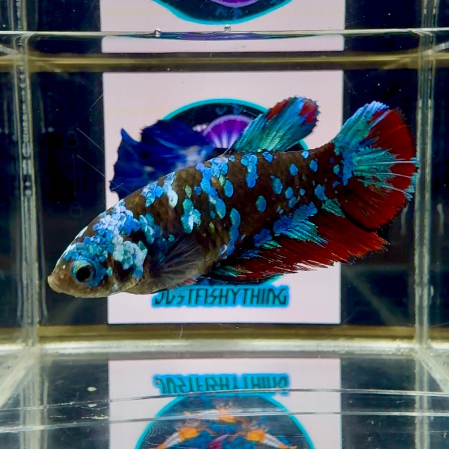 Avatar Galaxy J44 Halfmoon - Female Betta