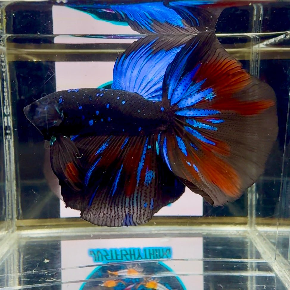 Avatar Galaxy Stardust J08 Halfmoon - Male Betta
