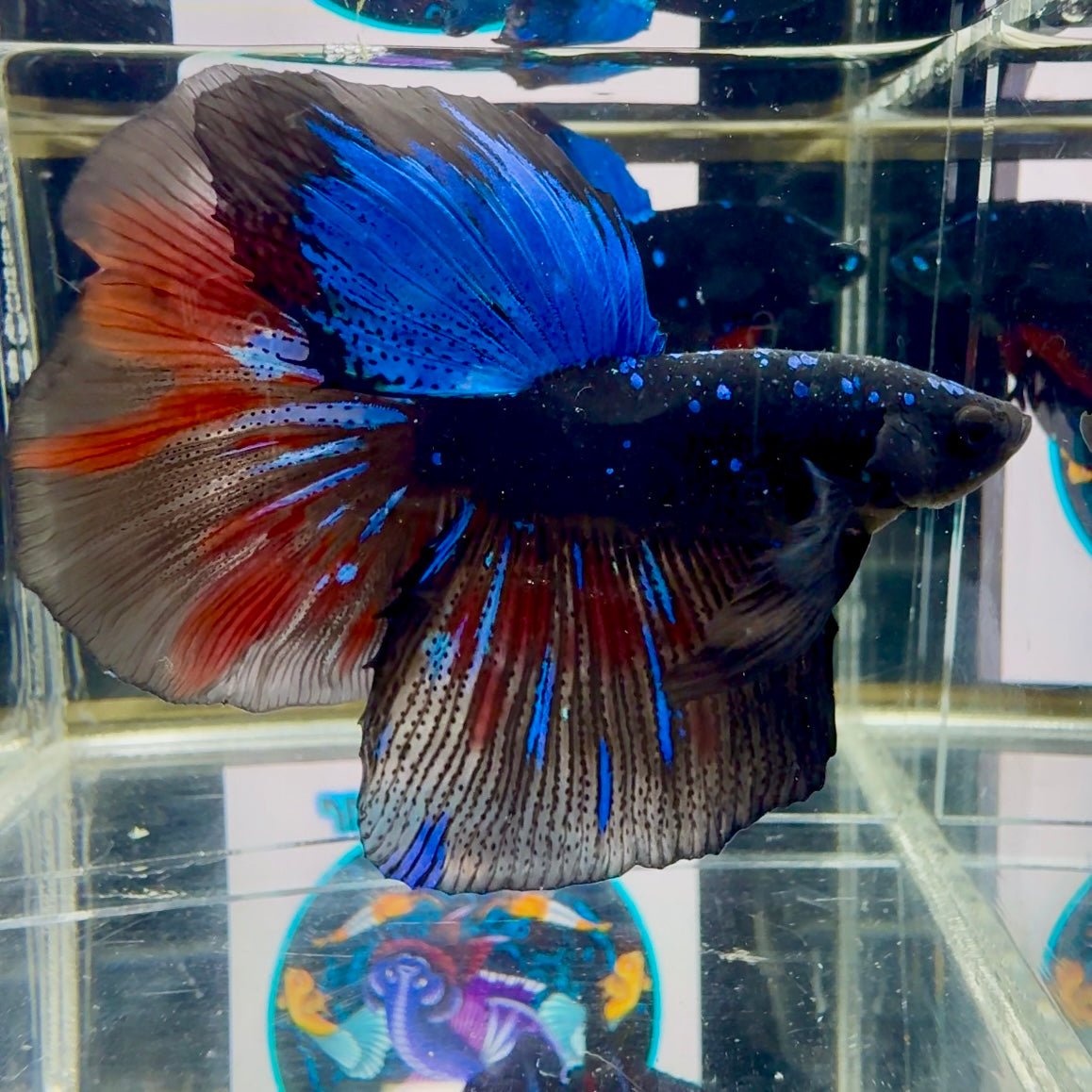 Avatar Galaxy Stardust J08 Halfmoon - Male Betta