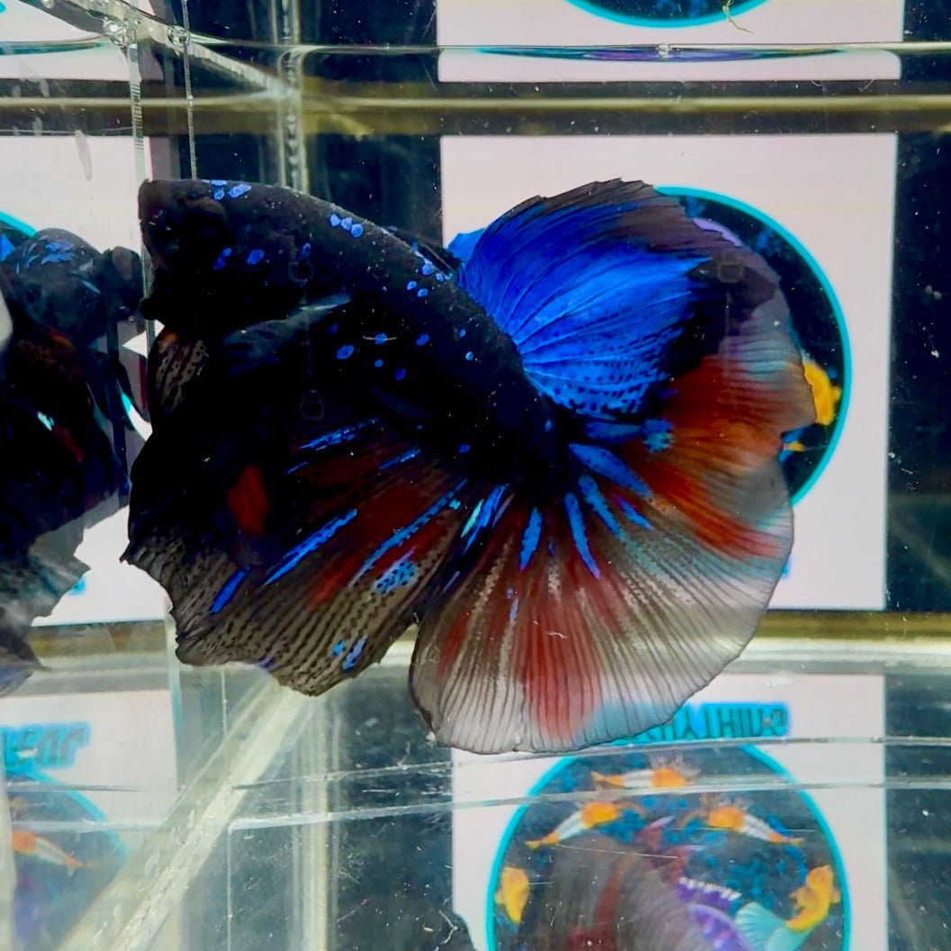 Avatar Galaxy Stardust J08 Halfmoon - Male Betta