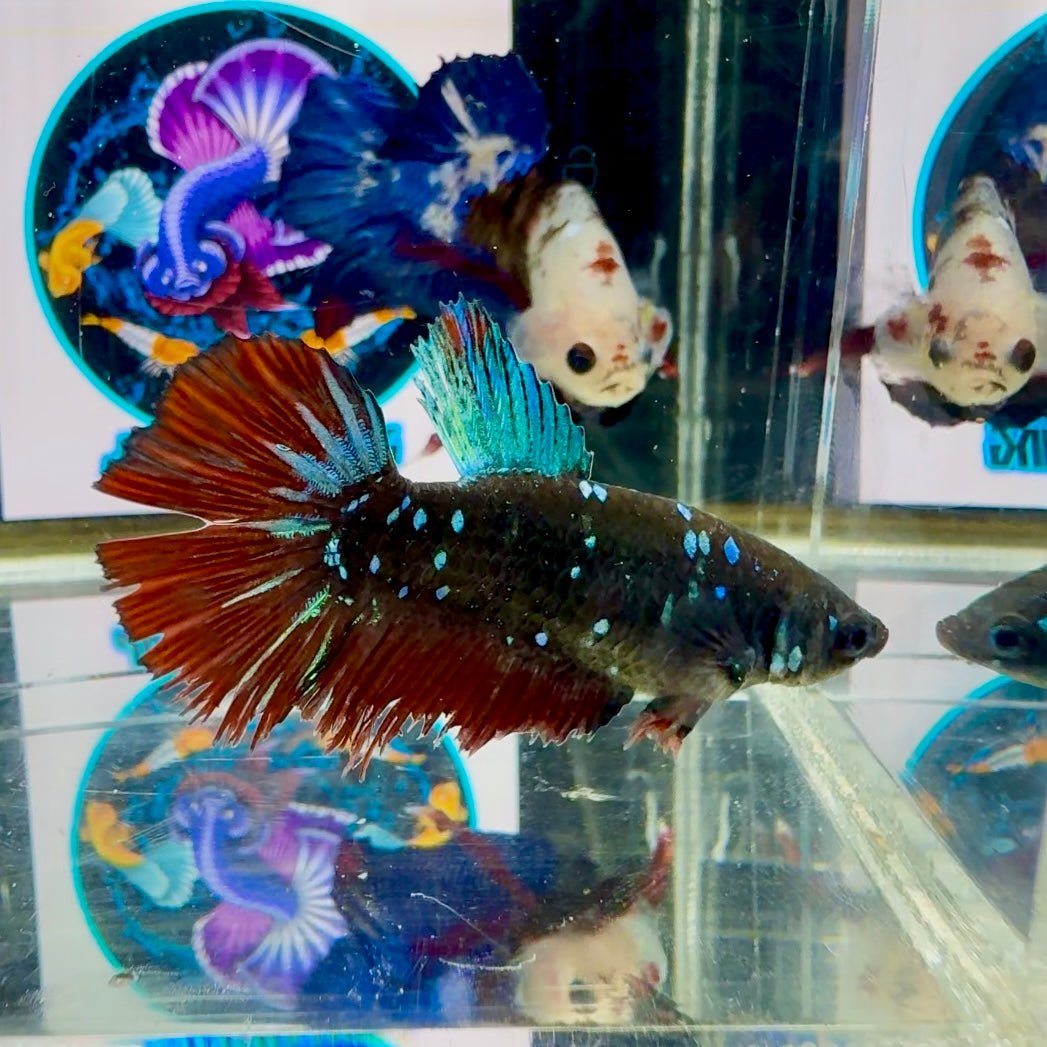 Avatar Galaxy Stardust J10 Halfmoon - Female Betta