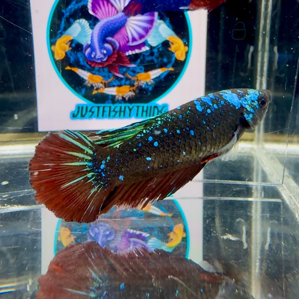 Avatar Galaxy Stardust J11 Halfmoon - Female Betta