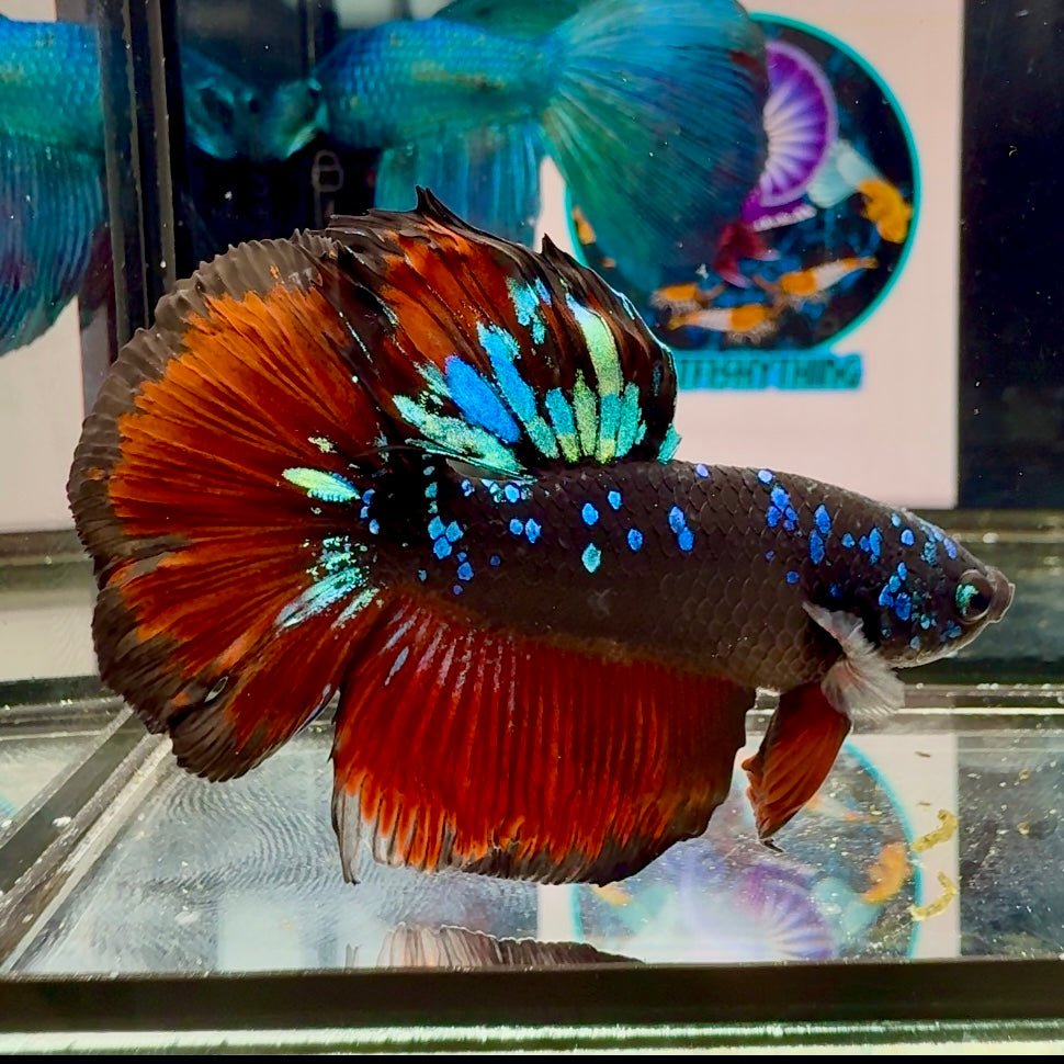 Avatar Galaxy Vampire Halfmoon J02 - Male Betta
