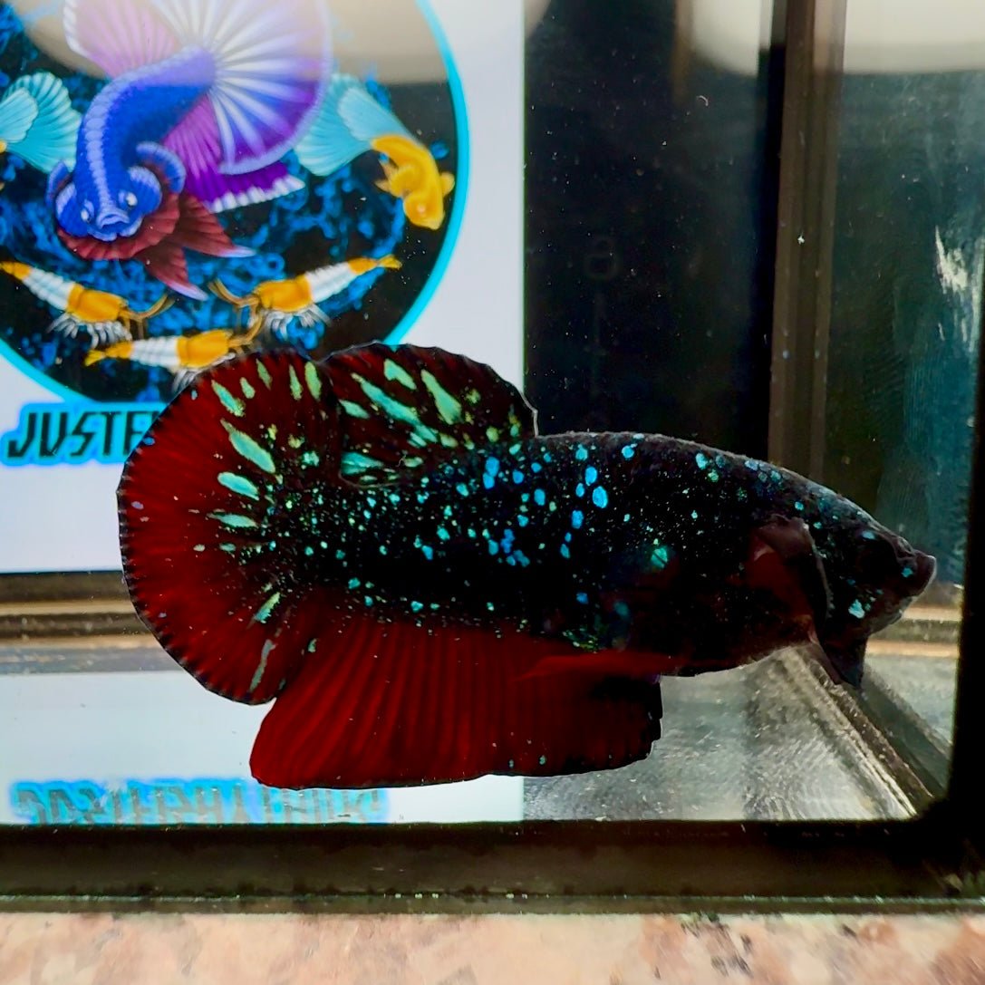 Avatar Stardust Super rare J04 Plakat - Male Betta