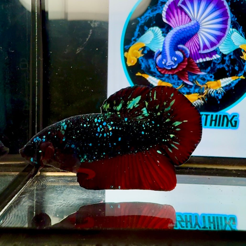 Avatar Stardust Super rare J04 Plakat - Male Betta