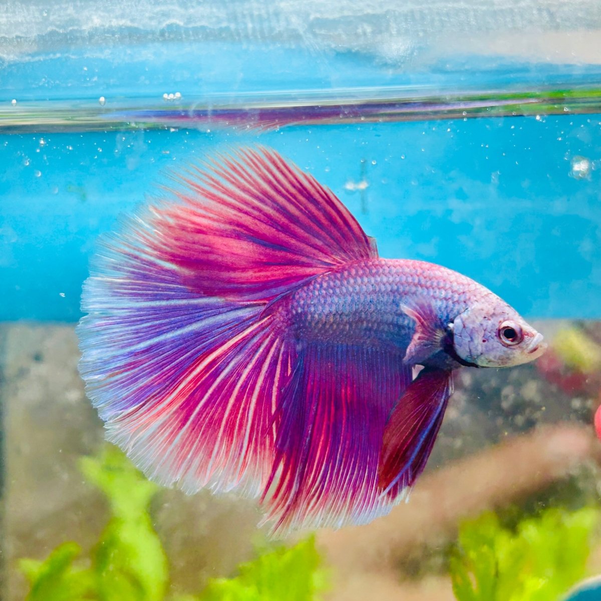 Baby Betta Purple Pink Halfmoon