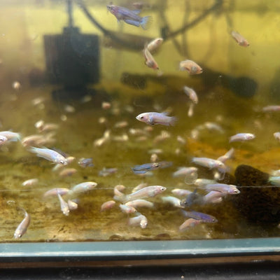 Baby Betta Purple Pink Halfmoon