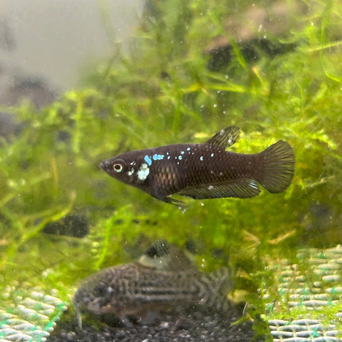 Baby Betta Samurai