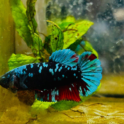Betta Avarta Nebula Female Plakat Black A236 Female betta