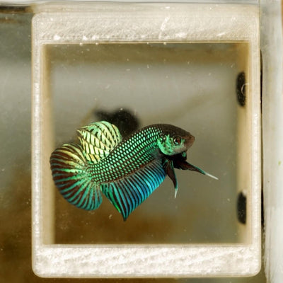 Betta Crib - For Breeding or Hiding Place