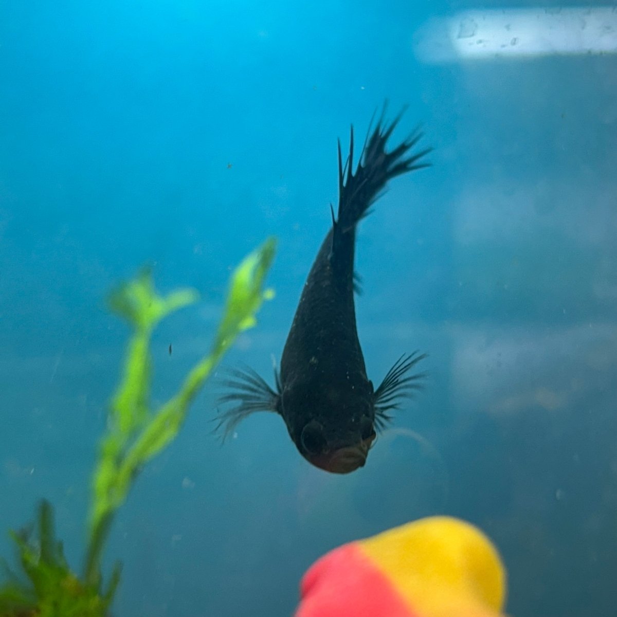 Betta Female Crowntail Black Orchid King 165