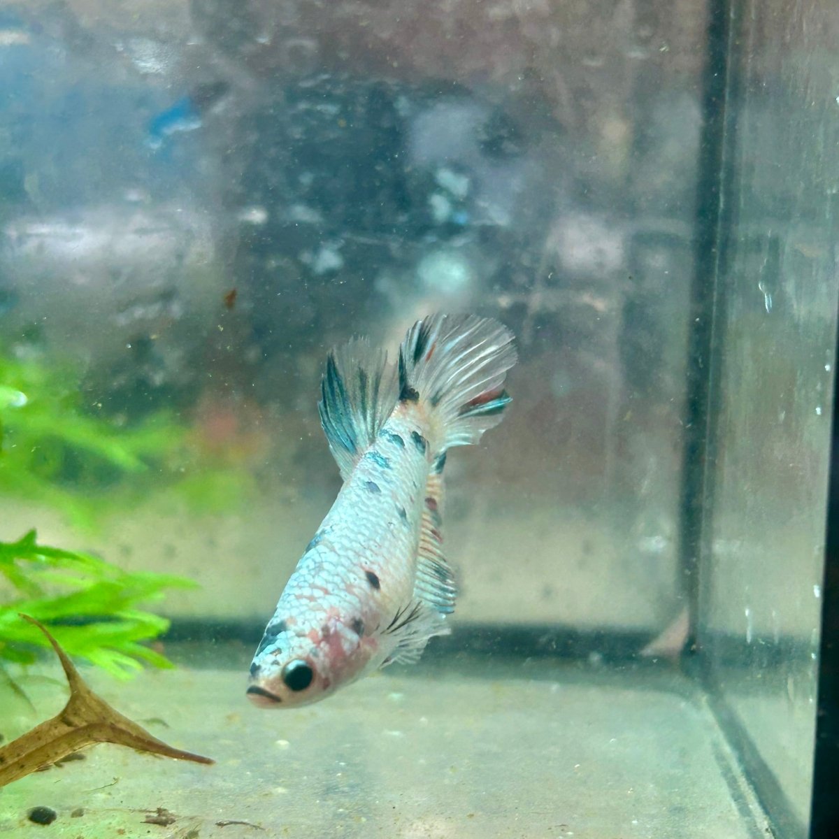 Betta Female Halfmoon Copper Koi 044