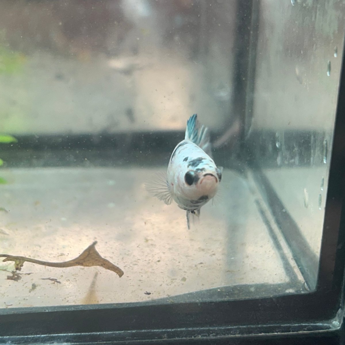 Betta Female Halfmoon Copper Koi 044