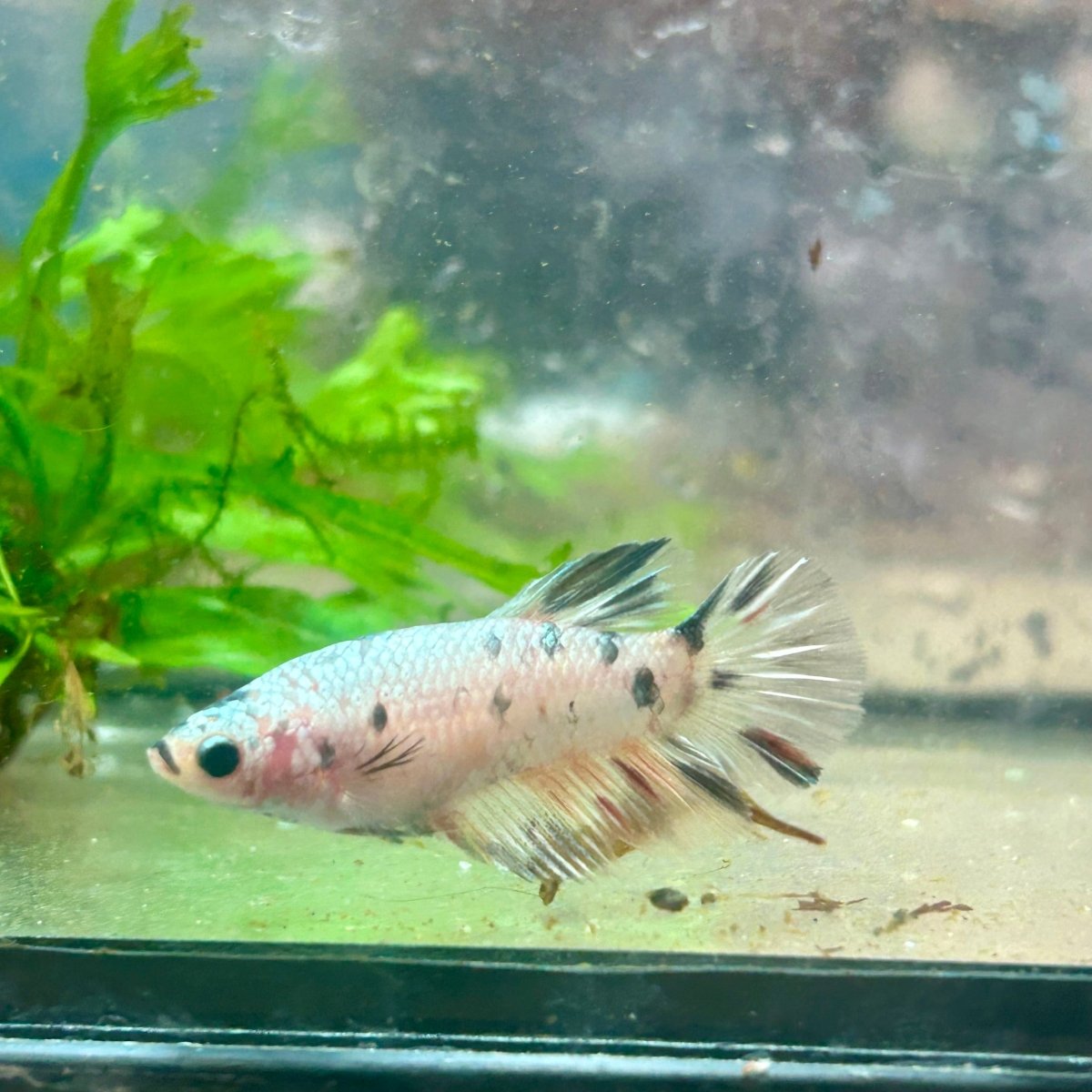 Betta Female Halfmoon Copper Koi 044