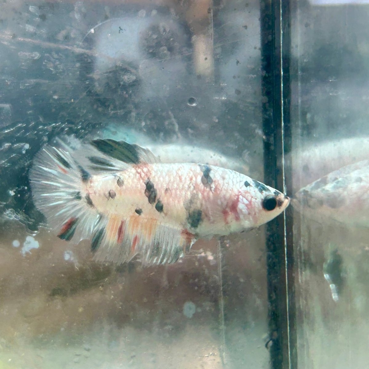 Betta Female Halfmoon Copper Koi 044