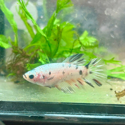 Betta Female Halfmoon Copper Koi 044