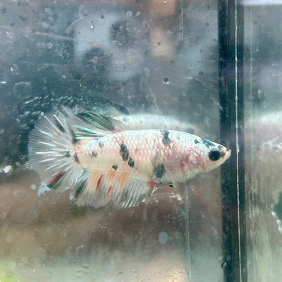 Betta Female Halfmoon Copper Koi 044