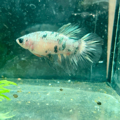Betta Female Halfmoon Copper Koi 119