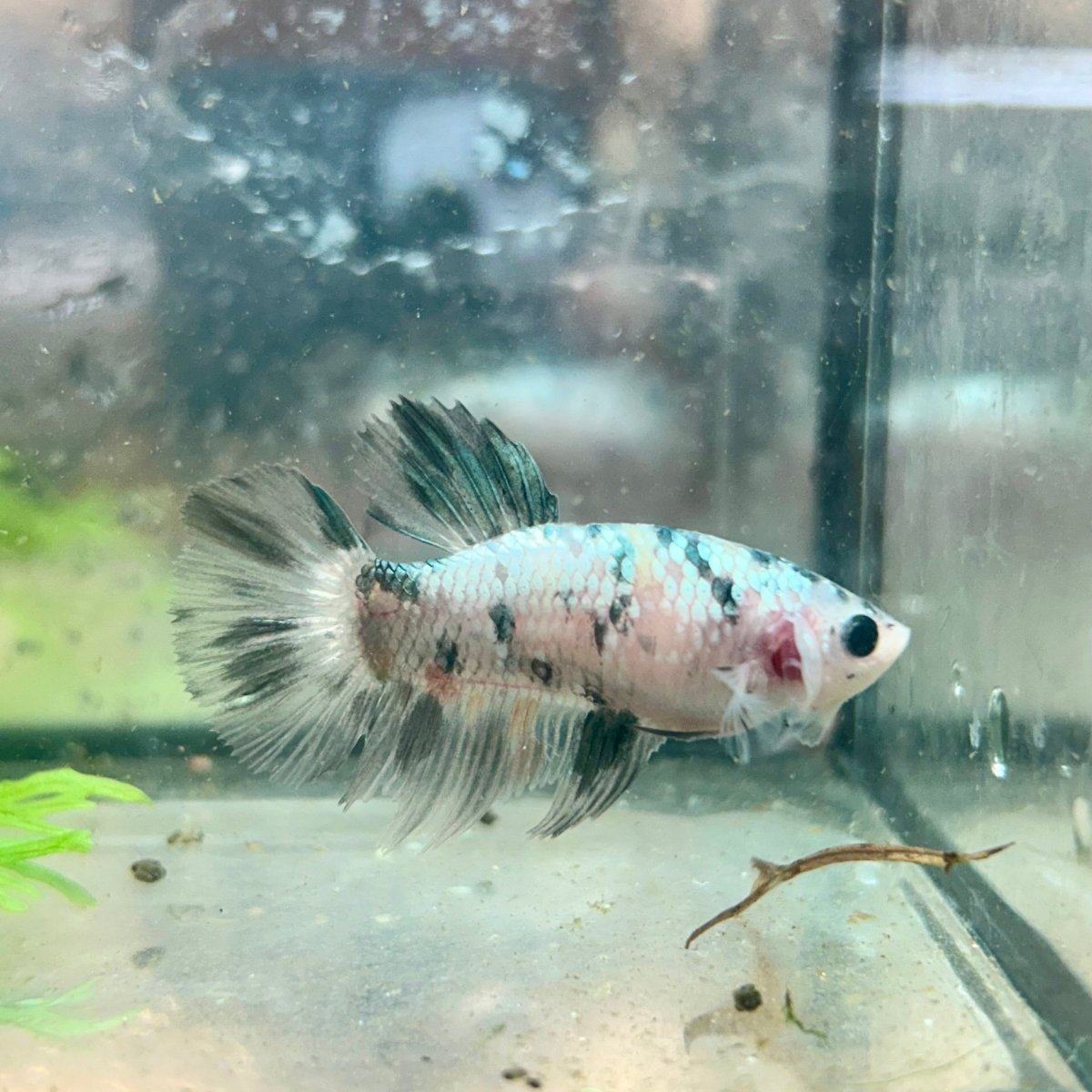 Betta Female Halfmoon Copper Koi 119