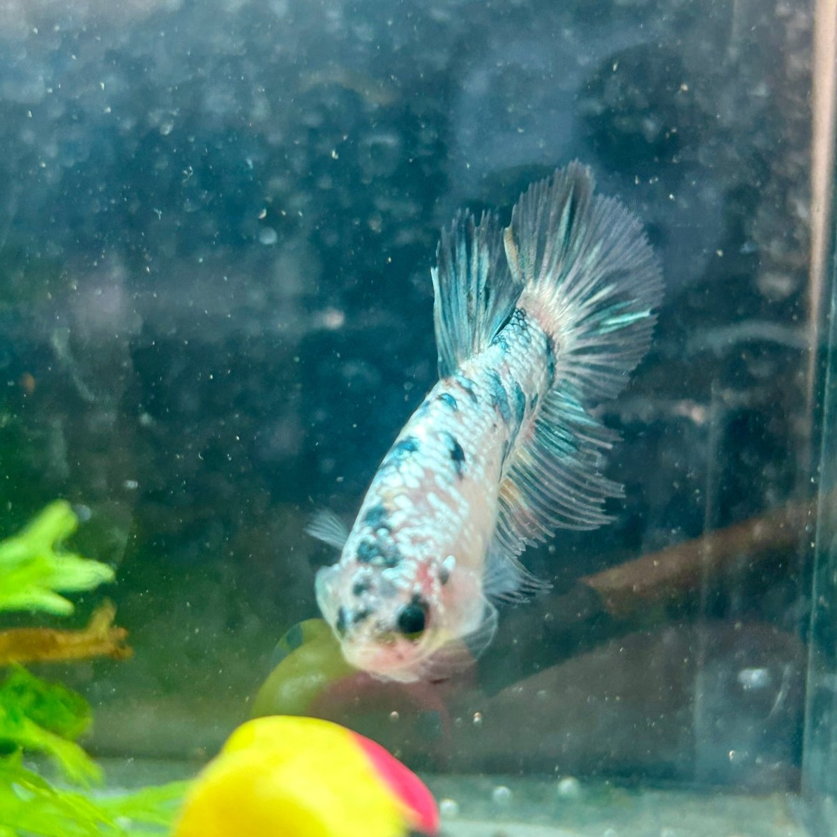 Betta Female Halfmoon Copper Koi 119